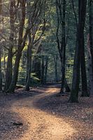Sich windender Waldweg