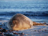 Zee olifant op de Falklandeilanden