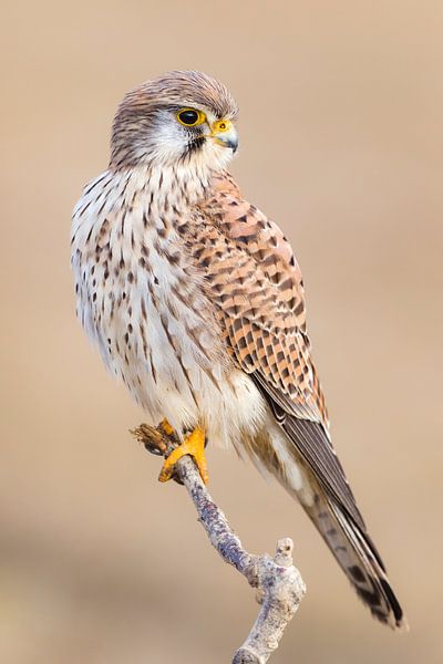 Turmfalke von Daniela Beyer