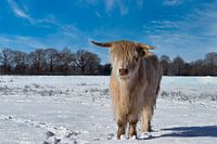 Highland cow in winter (3 of 3)