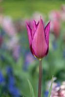 Nahaufnahme einer dunkelbraunen Tulpe