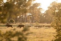 Family boar in the evening light