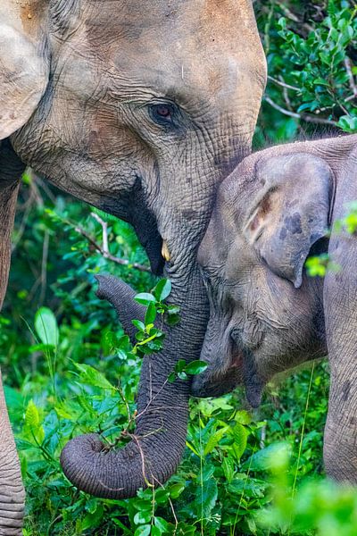 Eléphant d'Asie avec son petit au Sri Lanka par Julie Brunsting