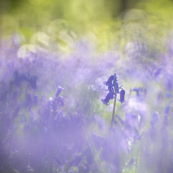 Bluebells par Christl Deckx