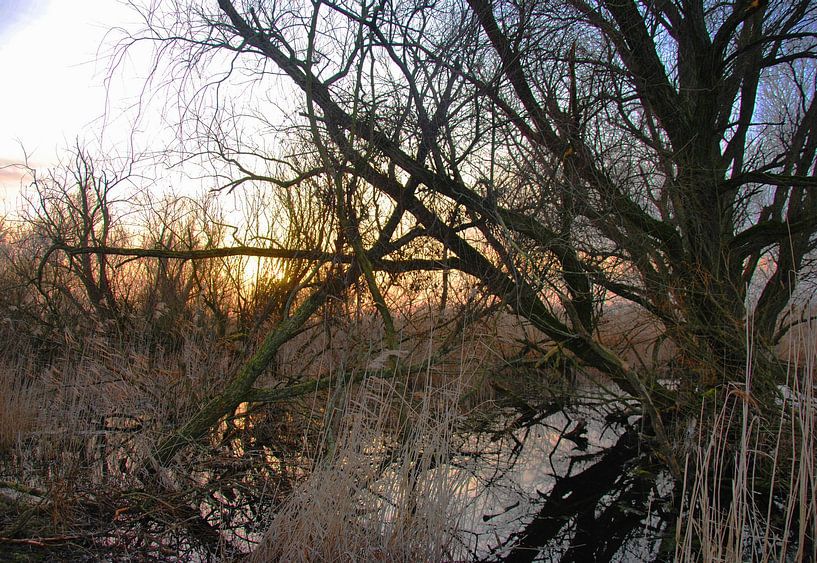 Wildnis in den Oostvaardersplassen von M de Vos