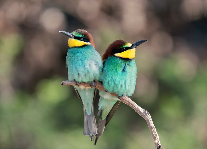 Bienenfresser von John Dekker