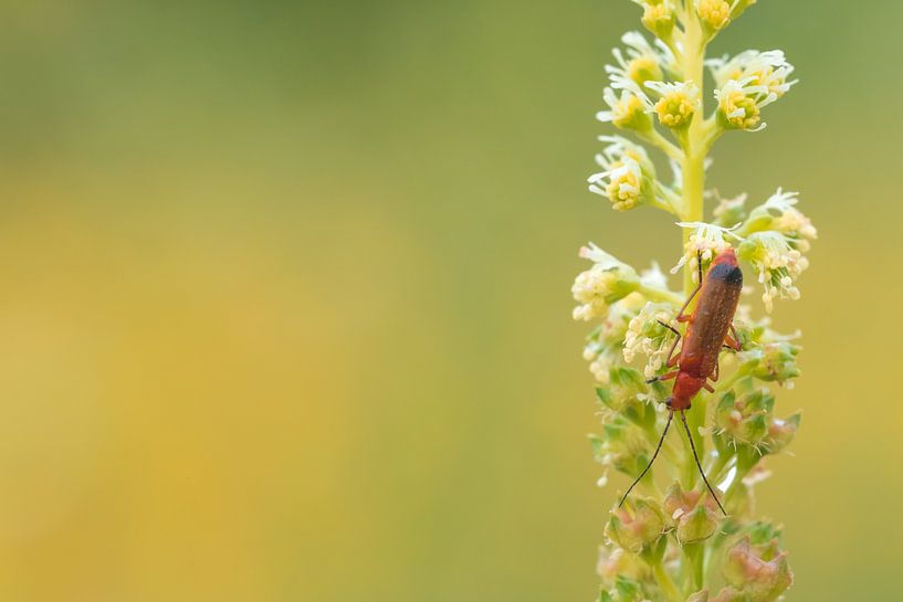 Charançon rouge par Moetwil en van Dijk - Fotografie