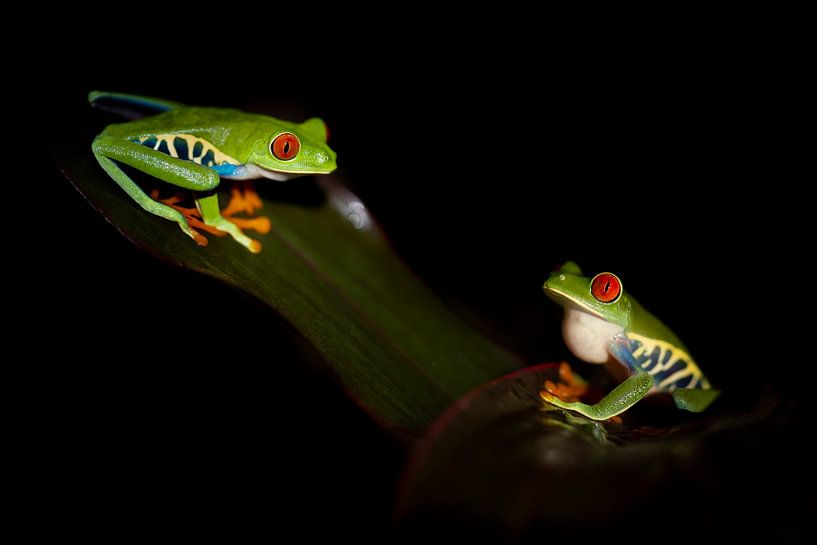 Red-eyed lemur frogs by Elles Rijsdijk
