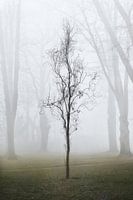 Sichtbar nur im Nebel