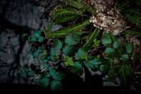 Wasserpflanzen im Wald