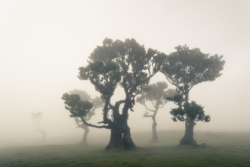 Famille de cinq personnes - arbres à Fanal Madère par Vincent Fennis
