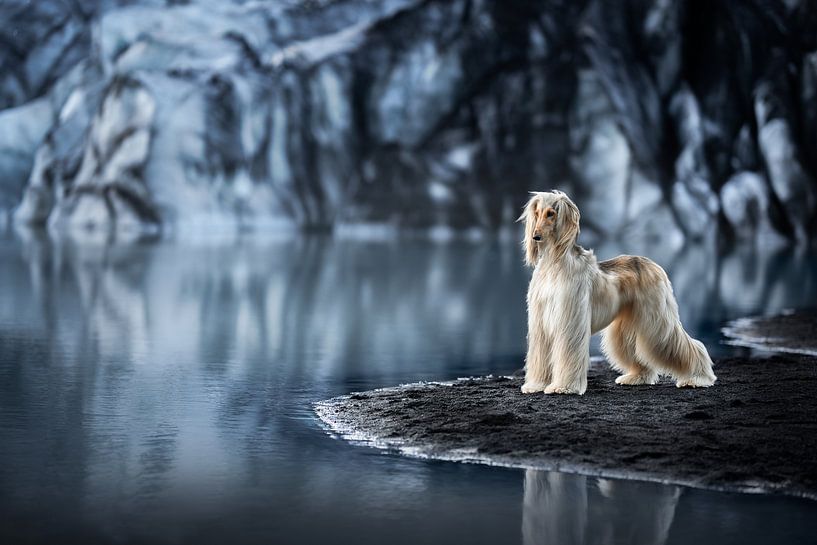 Afghanischer Windhund Nora in Island von Traveling dogs