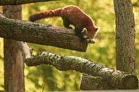 Red panda in the setting sun