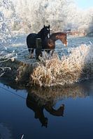 Winter horses