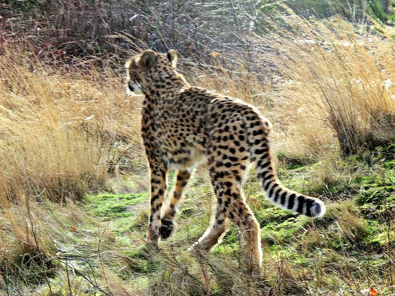 Luipaard von Desiree Barents