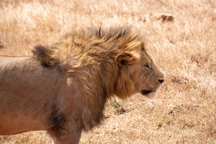 Un lion au soleil en Tanzanie par Mickéle Godderis
