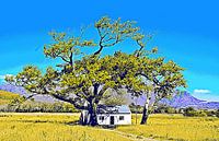small farmhouse under a large oak tree mixed media