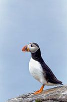 Puffin