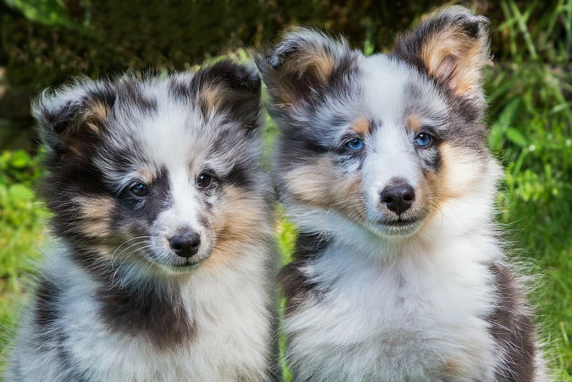 Portrait of two young sheltie dogs by Ben Schonewille
