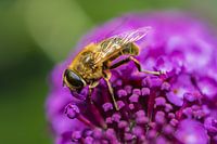 Blind bee on Sun Hat