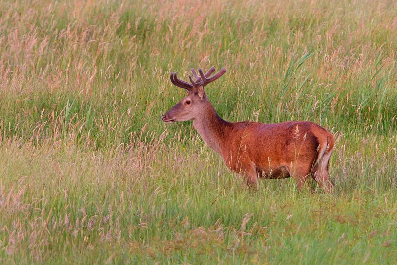 Edelhert van Karin Jähne