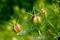 Juffertje in het groen