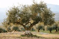 Olivenbaum im Stil des Impressionismus