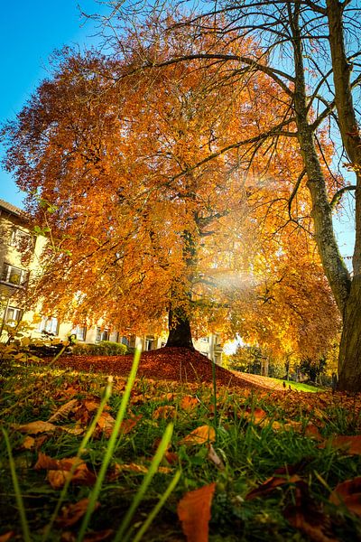 European beech in beautiful autumn colors against blue sky by pixxelmixx