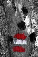 Wandelweg voor spechten