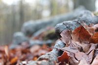Tree trunk with leaves