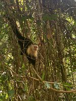 Kapuzineräffchen in Costa Rica