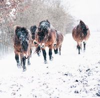 exmoor horses in the snow