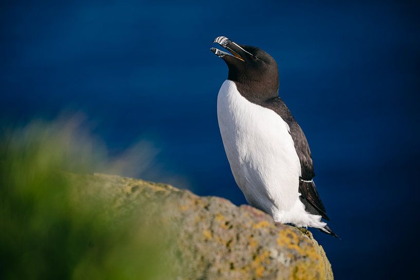 Alk auf den Klippen von Látrabjarg (Island) von Martijn Smeets