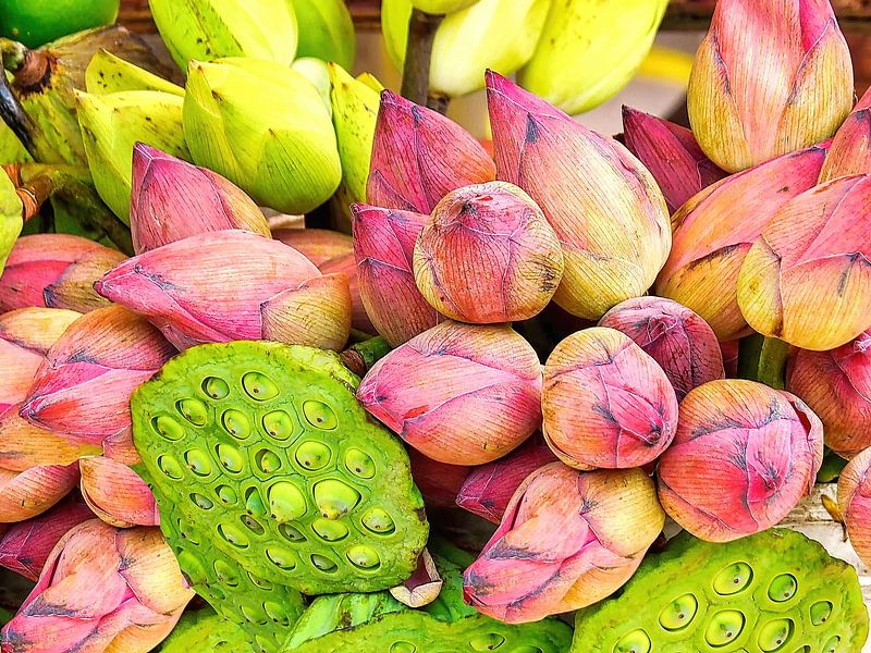 Lotus sacré par Eduard Lamping