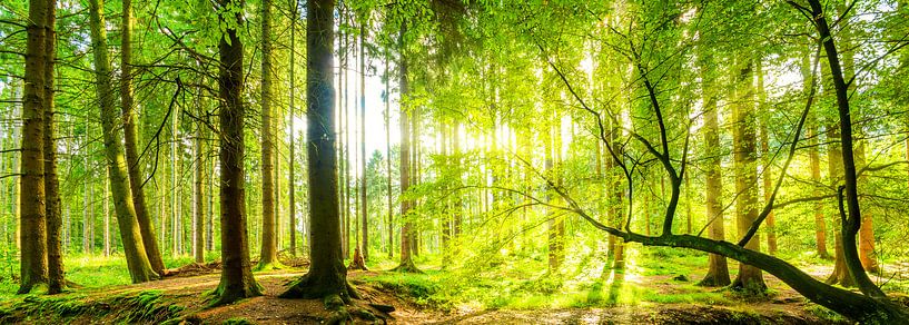 Panorama forestier avec rayons de soleil par Günter Albers