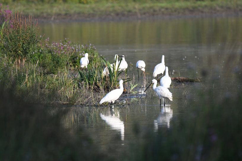 Spooner von Hans Ammerlaan
