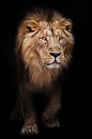 Calm look of a maned male lion coming out of the dark with glowing orange eyes, black night backgrou