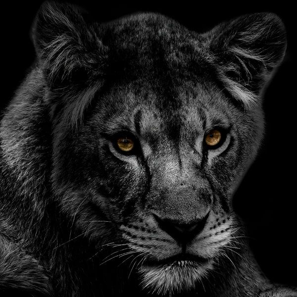 Black-and-white protrait of a lioness. by Gianni Argese