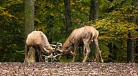 2 cerfs rouges de combat croisés avec bois de cerf