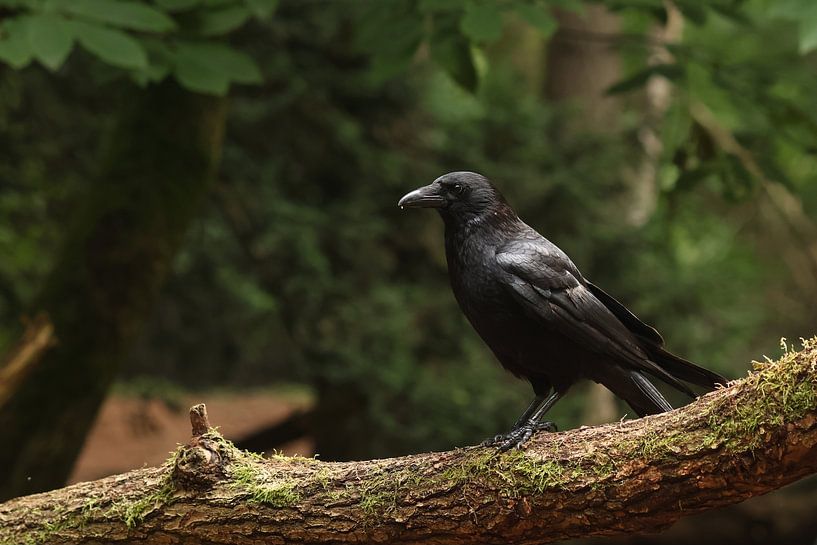 Krachmacher von Daniëlle Eibrink Jansen