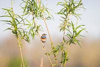 Blaukehlchen in der Morgensonne