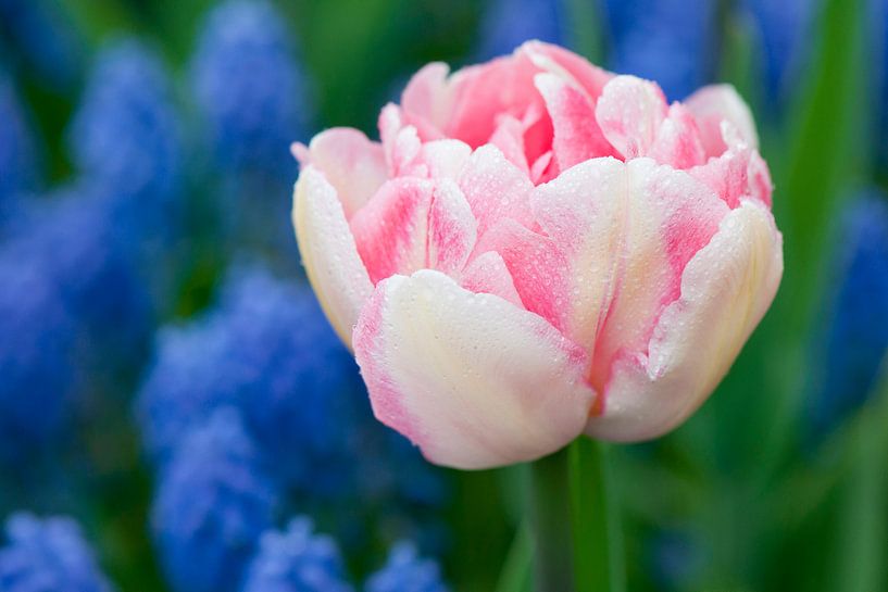 Pink tulipa - Keukenhof von Tamara Witjes