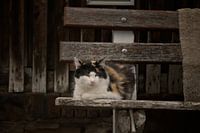 The Guardian of the Wood