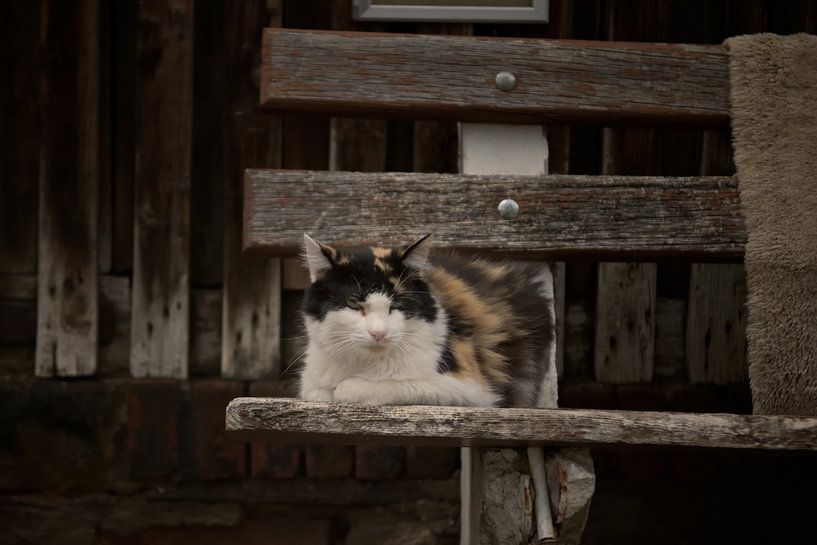 The Guardian of the Wood by JD Photography