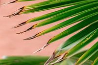 Green palm leaf on pink background