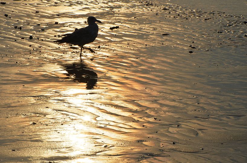 Meeuw van Corinna Vollertsen