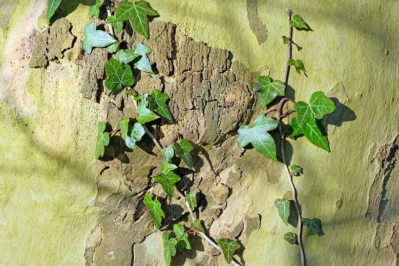 Blattkunst am Baumstamm Original von Ronald Smits