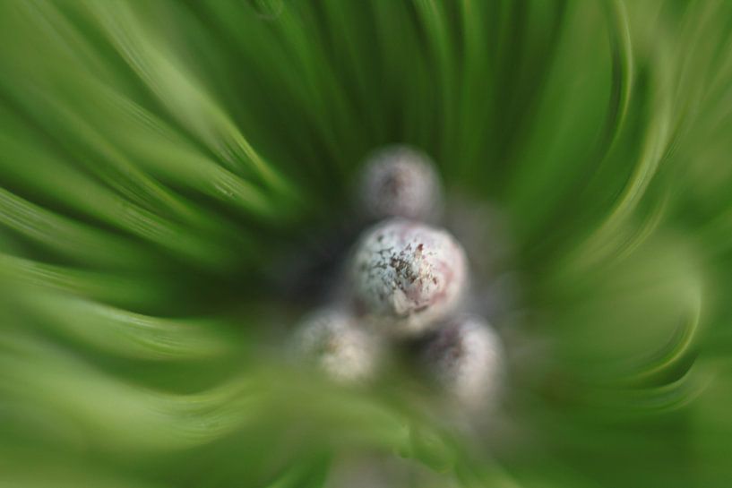 Ätherisch von Wendy Schellekens