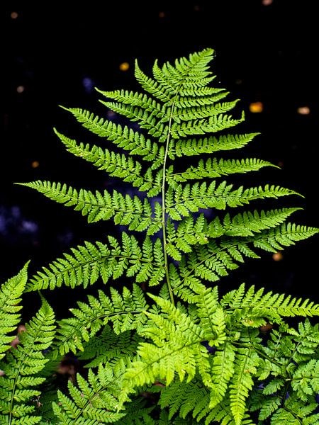Ein grünes Farnblatt von Martijn Tilroe