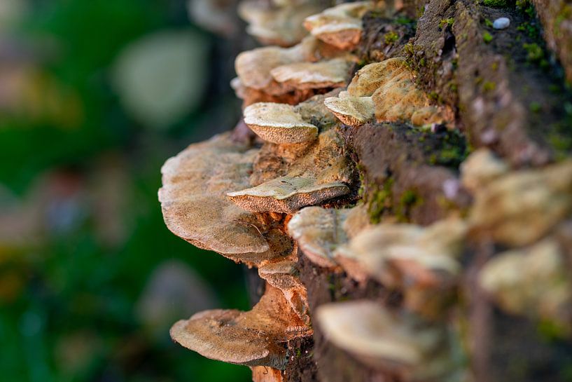 Zwammen op boomstronk by Richard Booij